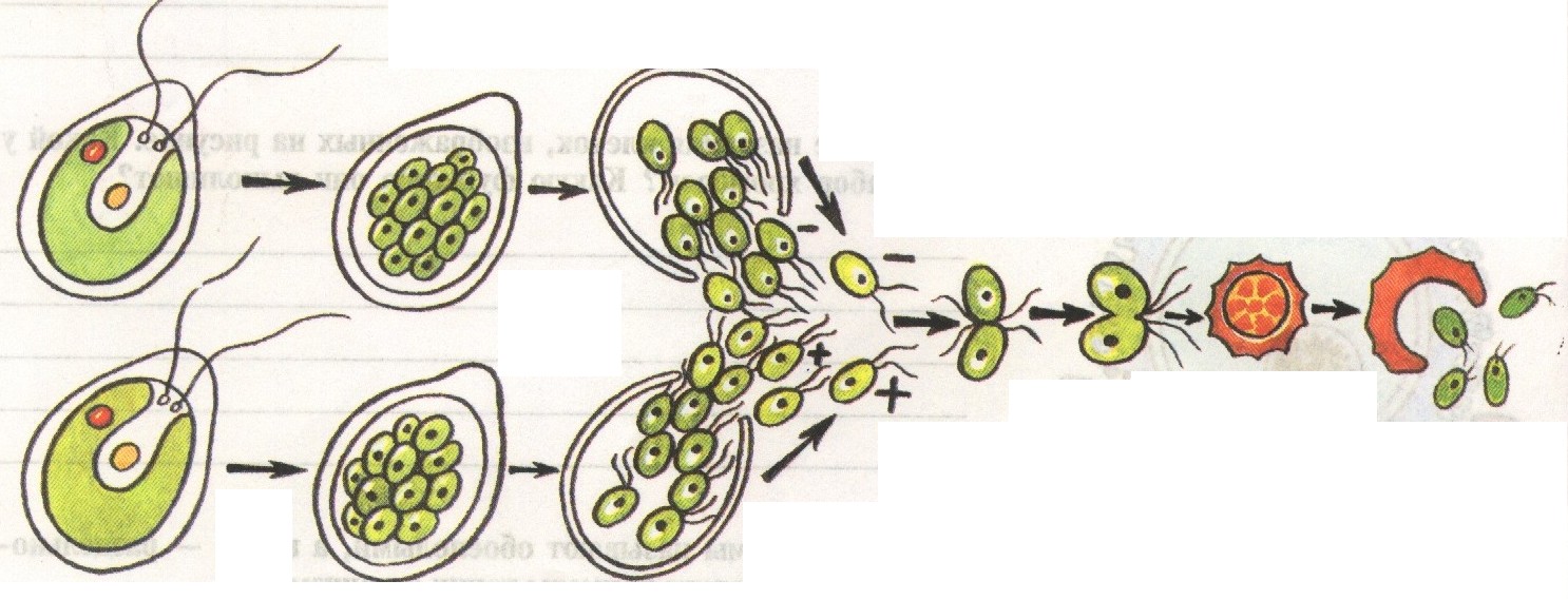 Организм изображенный на рисунке размножается
