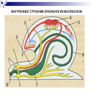 Внешнее строение брюхоногих моллюсков схема