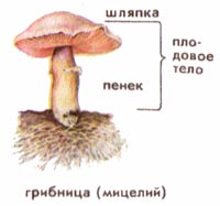 Конспект урока по биологии Многообразие и значение грибов ( 5 класс)