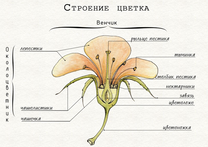 Урок по биологии на тему Цветок, его значение и строение