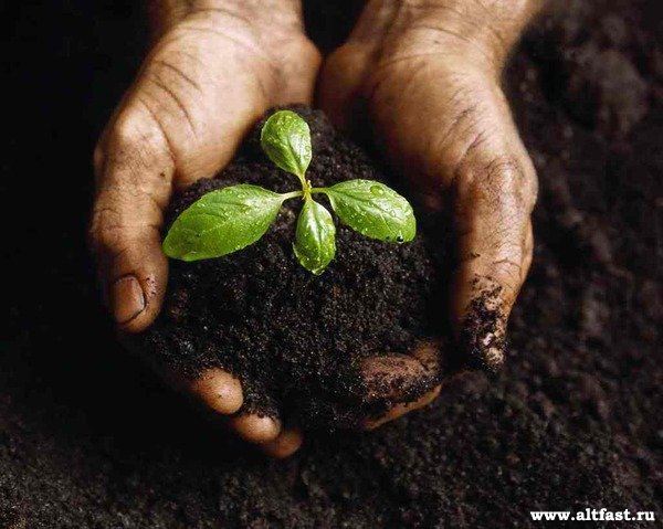 Познание мира Почва. Значение почвы(2 класс)