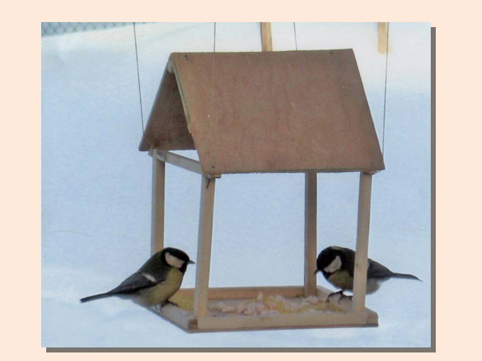 Отчёт за акцию Покорми птиц зимой