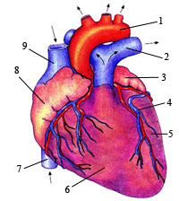 Жүректің құрылысы 8 класс