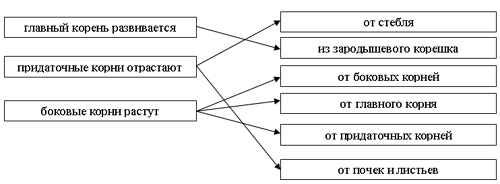 Урок по теме Органы растения. Корень