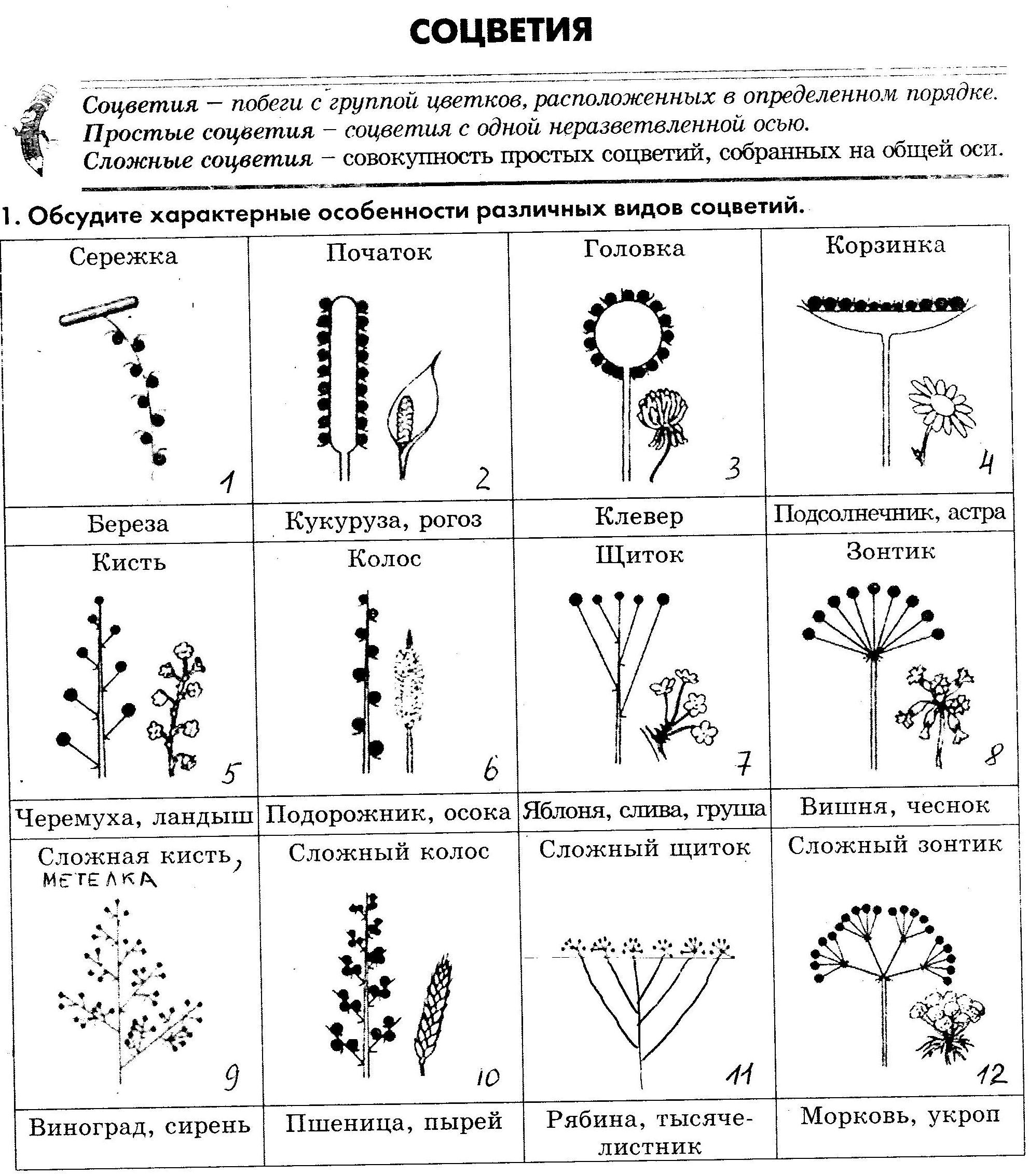 Какие соцветия изображены на рисунках. Таблица название соцветия схема. Схема 10 соцветий. Типы соцветий таблица соцветие схема растения. Схема классификации соцветий цветковых растений.