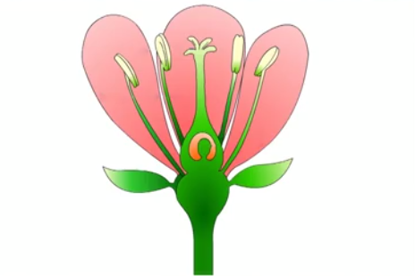 Конспект открытого урока по биологии Строение цветка