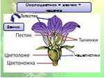Конспект открытого урока по биологии Строение цветка