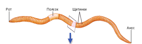 Конспект урока по биологии Кольчатые черви (7 класс)