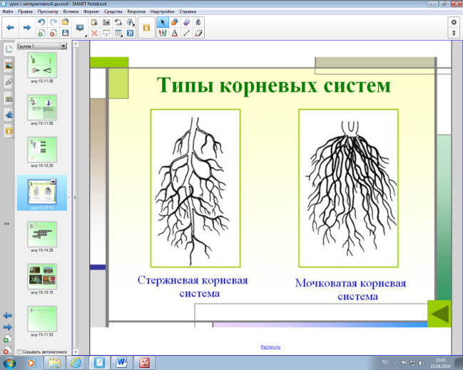 План - конспект по биологии Органы растений. Корень (6 класс)