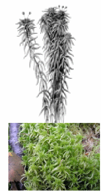 Тема уроку Мохоподібні - вищі спорові рослини