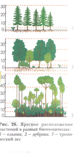 Рисунок тайги смешанный и широколиственный 4 класс. Ярусы широколиственного леса. Ярусность тайги. Ярусы леса тайги. Широколиственный лес схема.