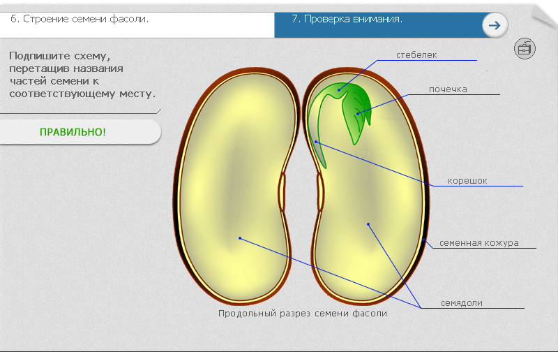 Рисунок семени фасоли без подписей