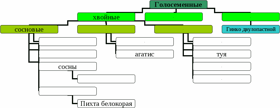 Рабочий лист по теме Отдел Голосеменные. Биология. Разнообразие живых организмов 7 класс