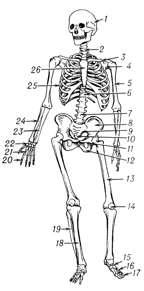 Контрольные задания по теме «Скелет человека и пропорции фигуры» по дисциплине «Рисунок с основами пластической анатомии»