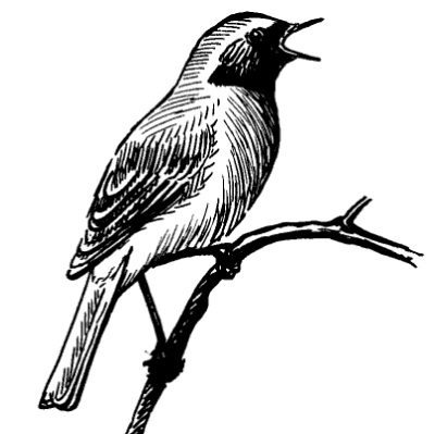 Конспект по внеклассному мероприятию Птица 2015 года-горихвостка