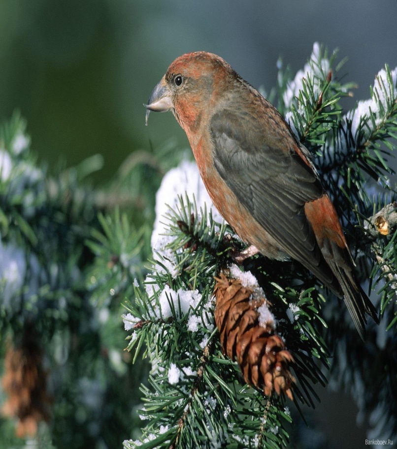 Конспект урока по окружающего мира на тему Как помочь птицам зимой? (урок-исследование)