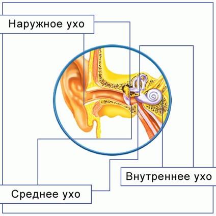 Конспект урока. На тему Органы чувств