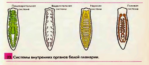 Поурочный план урока на тему Белая планария 7 класс