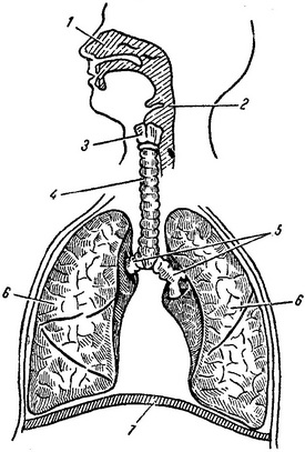 Учебно-тематическая карта по теме: Дыхательная система. (8 класс, В.В. Пасечник)