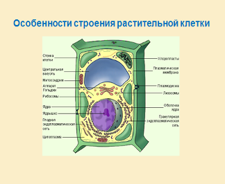 Лабораторный практикум к прикладному курсу по биологии для 10 класса «Многообразие и эволюция органического мира»