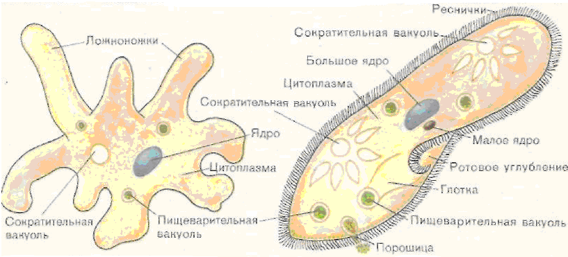 Клетка одноклеточного животного. Внутреннее строение простейших. Строение амебы и инфузории. Лабораторная работа простейшие. Лабораторная работа простейших животных.