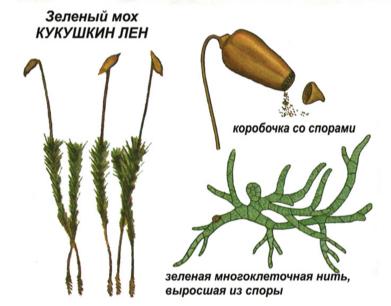 Өсімдіктер классификациясы тақырыбына дидактикалық тапсырмалар.