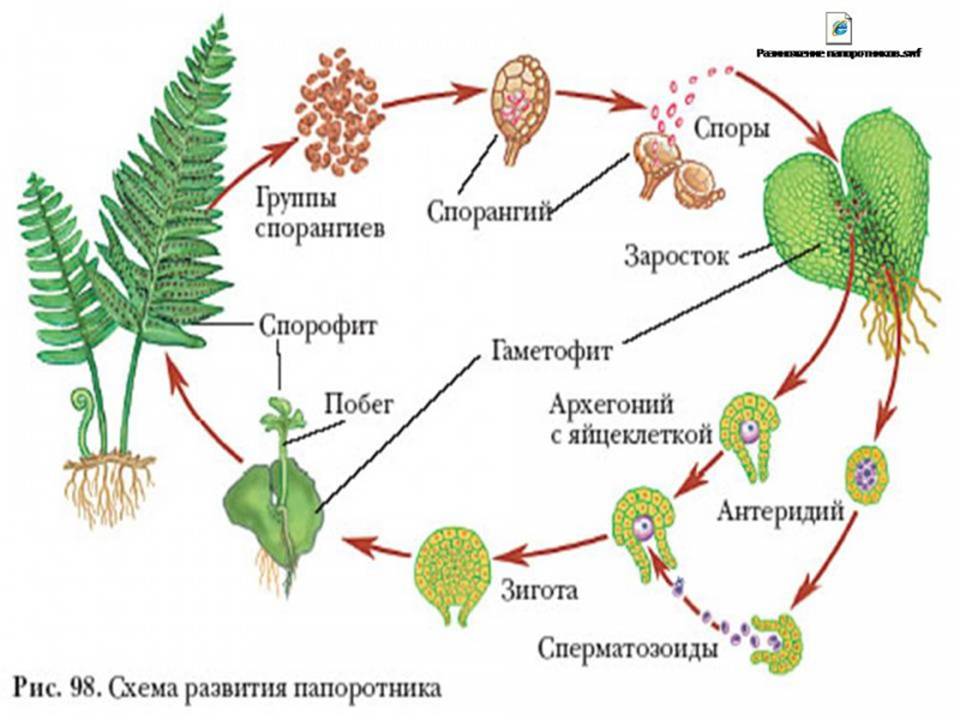 Өсімдіктер классификациясы тақырыбына дидактикалық тапсырмалар.