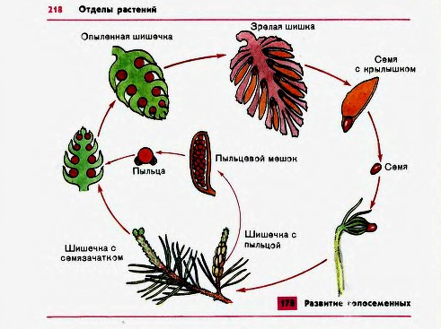 Өсімдіктер классификациясы тақырыбына дидактикалық тапсырмалар.