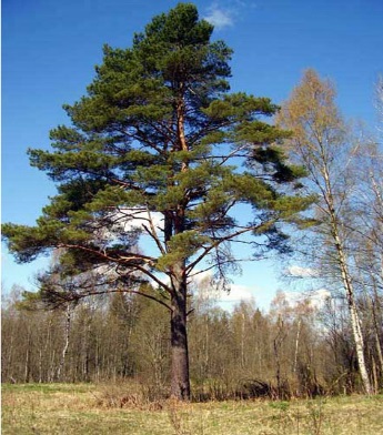 Өсімдіктер классификациясы тақырыбына дидактикалық тапсырмалар.