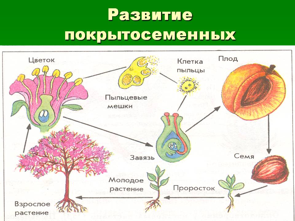Өсімдіктер классификациясы тақырыбына дидактикалық тапсырмалар.