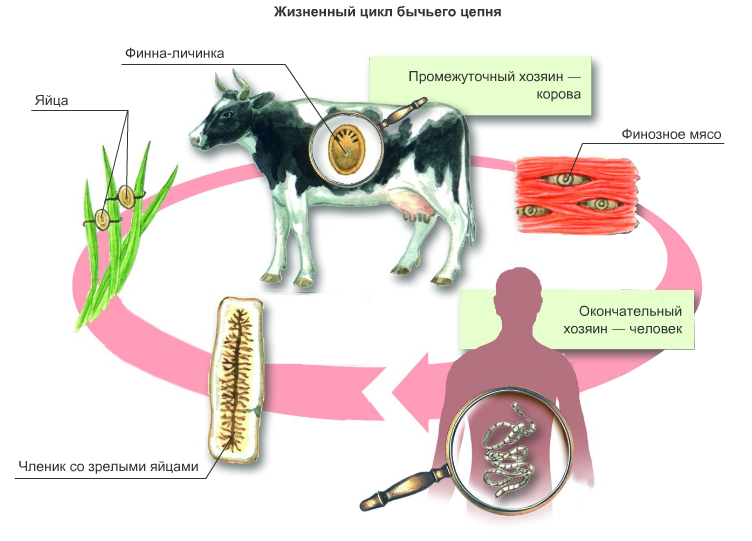 Цикл развития бычьего цепня схема 7 класс