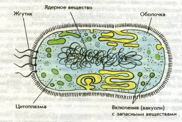Урок по теме Строение и жизнедеятельность бактерий 5 класс