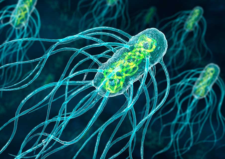 Урок по теме Строение и жизнедеятельность бактерий 5 класс