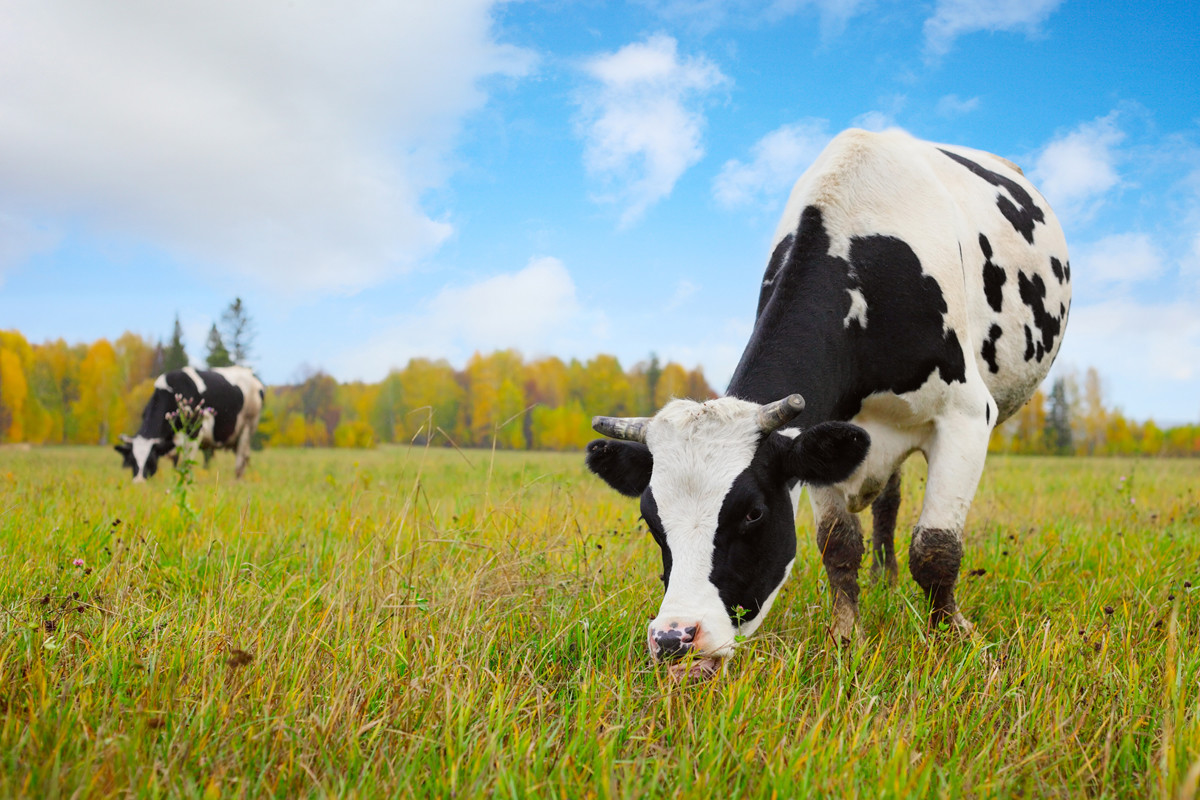 Классный час Молоко коровье-всем дает здоровье