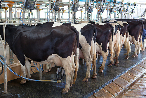 Классный час Молоко коровье-всем дает здоровье