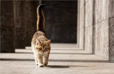 НПК Тема работы: Опасна ли кошка в доме?