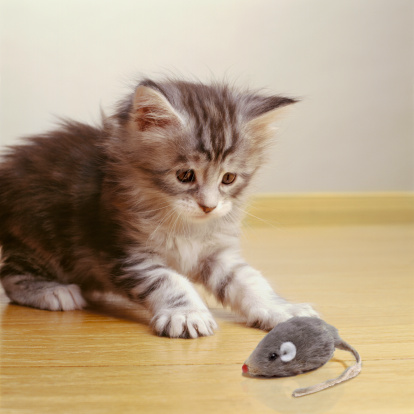НПК Тема работы: Опасна ли кошка в доме?