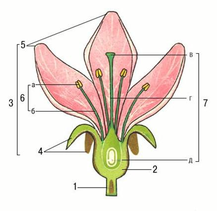 Лабораторная работа по биологии строение цветка (7 класс)
