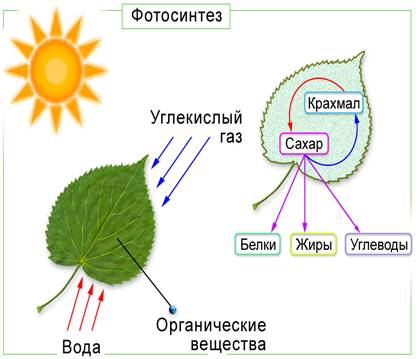 Урок по биологии по теме Фотосинтез
