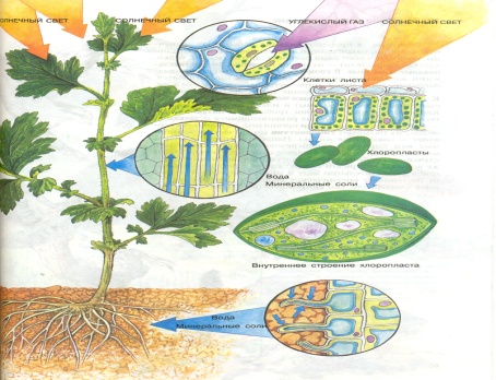 Дидактический материал по ботанике для уроков в 6 классе