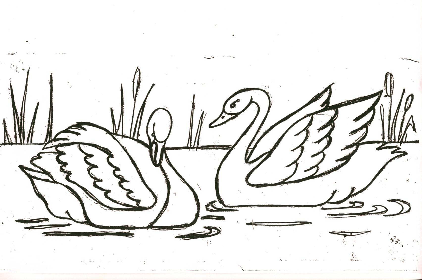 Рисунок лебедей на озере карандашом