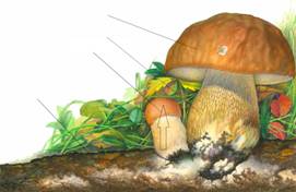 Открытый урок по природоведению в 5 классе по теме: «Шляпочные грибы»