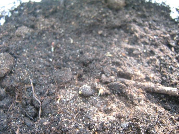 Исследовательская работа Выращивание комнатных растений без почвы в условиях общеобразовательной школы методом гидропоники