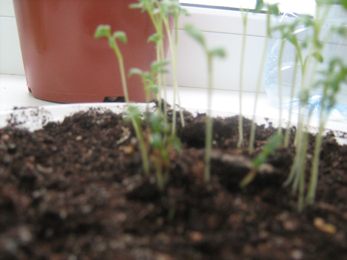 Исследовательская работа Выращивание комнатных растений без почвы в условиях общеобразовательной школы методом гидропоники