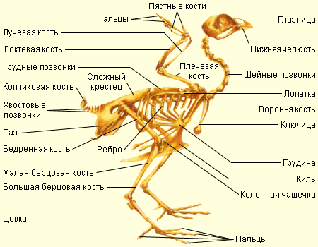 «Общая характеристика и особенности внешнего строения птиц»,«Скелет и мускулатура птиц»