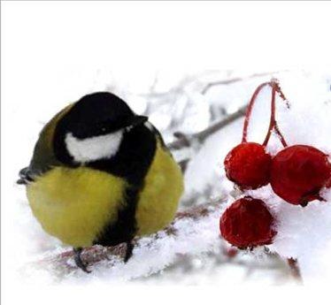 Экологический проект Зимующие птицы