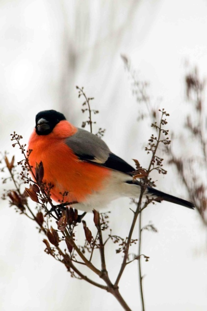 Экологический проект Зимующие птицы