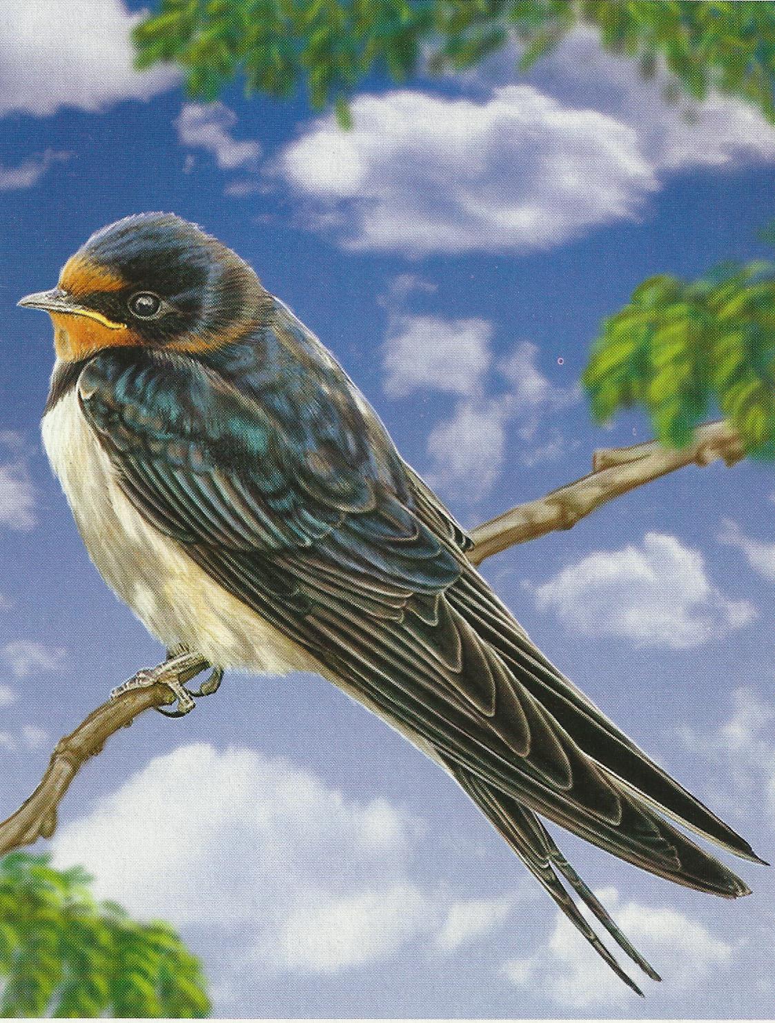 Изображение птиц для детей