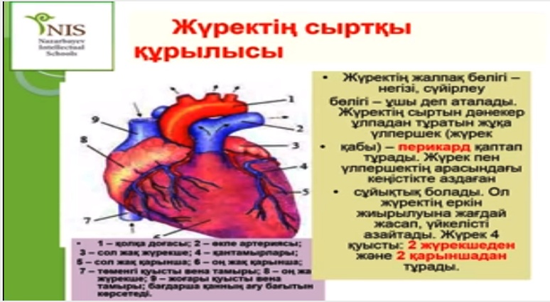 Поурочнқй план по биологии на тему Сердца