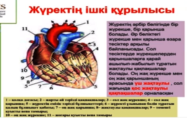 Поурочнқй план по биологии на тему Сердца